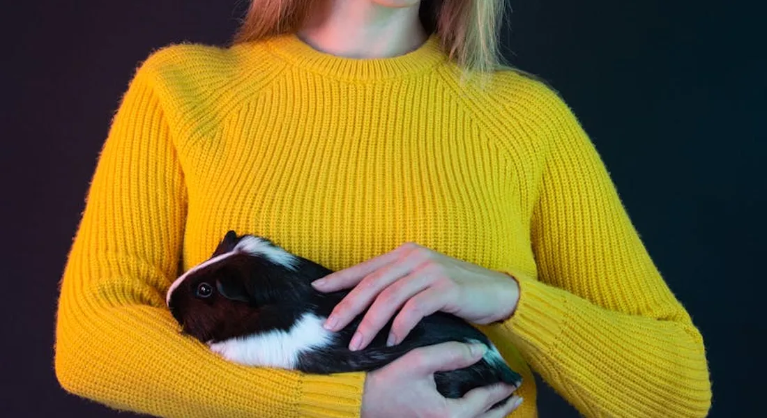 Person in a bright yellow sweater holding a black and white guinea pig against their chest in a calm, affectionate pose, with a dark background.
