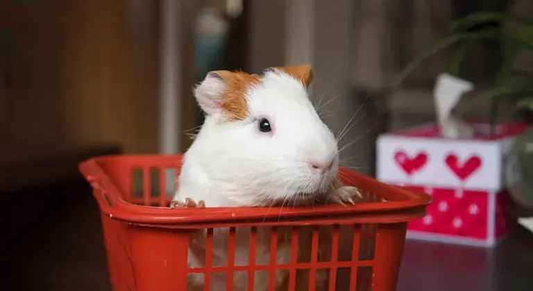 A white and brown guinea pig peeks over the edge of a small red basket.