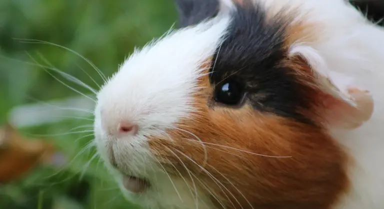 Close-up of a tri-color guinea pig with white, brown, and black fur.