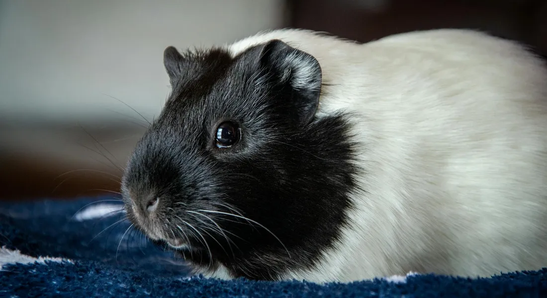 Close-up of a black and white guinea pig lying on a blue carpet
