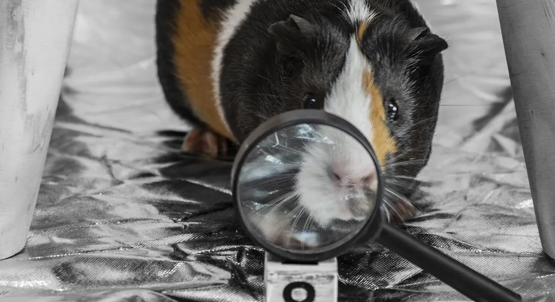 A guinea pig peering at a magnifying glass on a shiny surface, illustrating the link between pet ringworm and potential human infection.