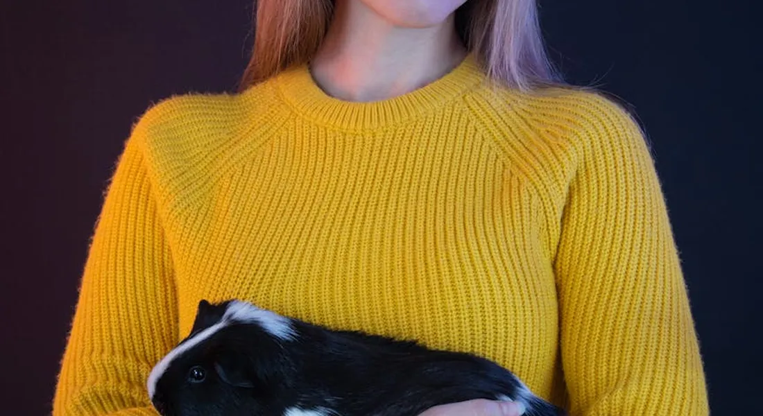 A guinea pig being gently held by a person wearing a bright yellow sweater, against a dark background.