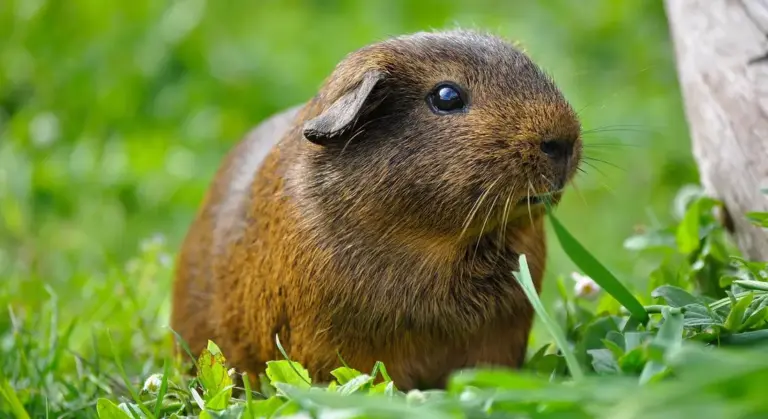 Brown guinea pig in green grass nibbling on leaves