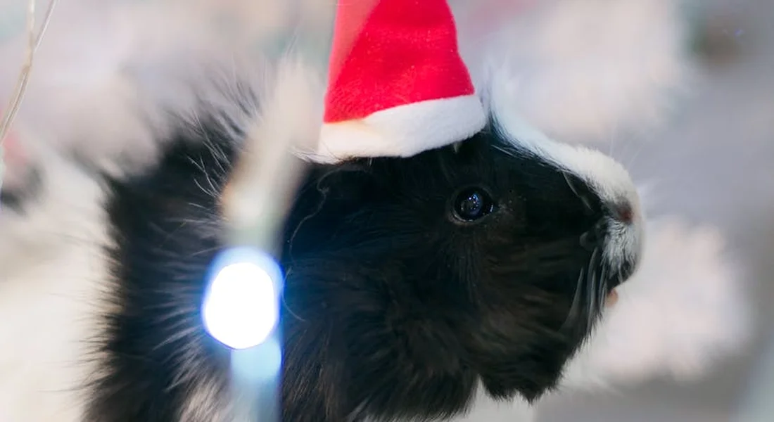 Close-up of a black and white guinea pig wearing a red Santa hat, with a string of Christmas lights in the foreground.