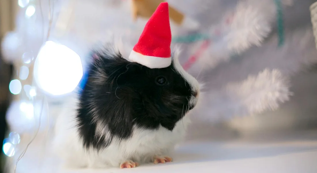 Black and white guinea pig wearing a small red Santa hat on a pale surface in a softly lit setting.