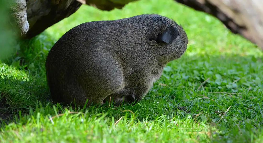 A guinea pig standing on green grass under a shade, viewed from behind with its head lowered.