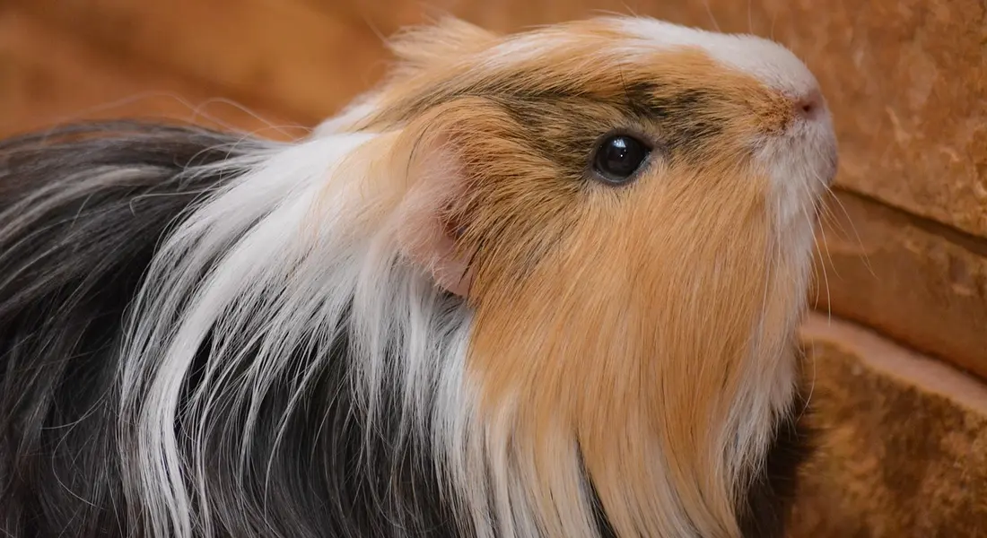 Close-up of a long-haired guinea pig with white, tan, and black fur looking to the right
