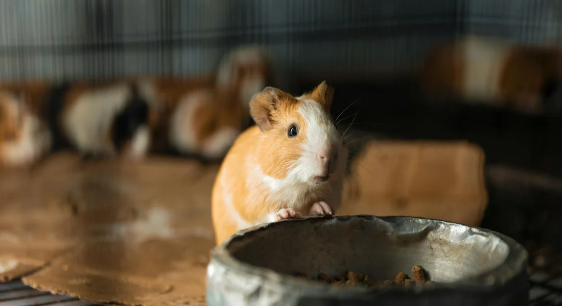 Orange and white guinea pig near a metal food dish inside a cage, with other guinea pigs blurred in the background.