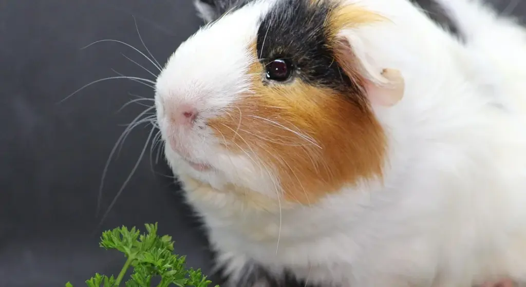 How Big Do Guinea Pigs Get? (Size Guide by Breed and Age)
