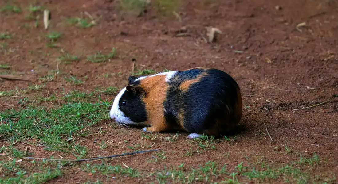 A tri-color guinea pig (black, white, and brown) sits on reddish dirt outdoors with a few patches of grass, exposed to direct sunlight.
