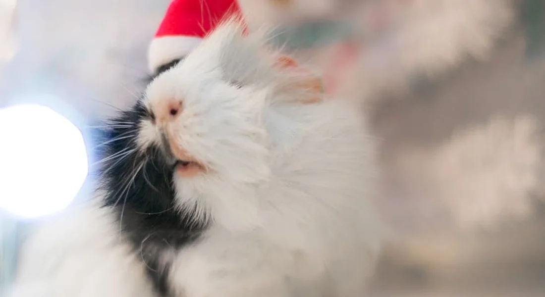 Fluffy white guinea pig wearing a festive red Santa hat