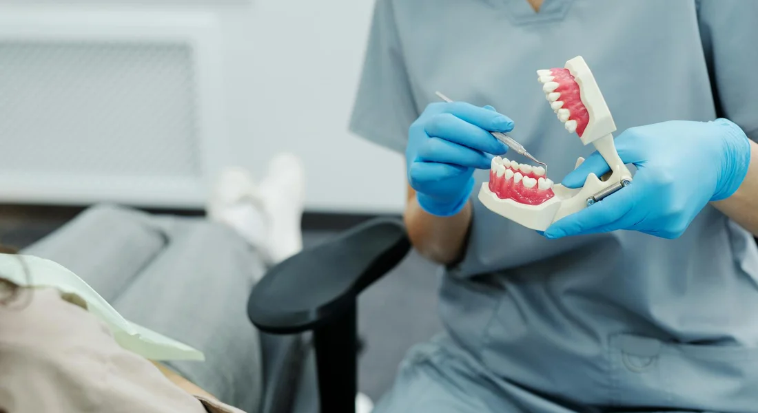 A dental clinician wearing blue gloves holds a jaw model to illustrate dental issues, as part of a guinea pig dental health discussion.
