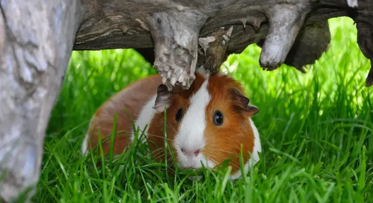 Close-up of an orange and white guinea pig peeking out from under a wooden structure in lush green grass.