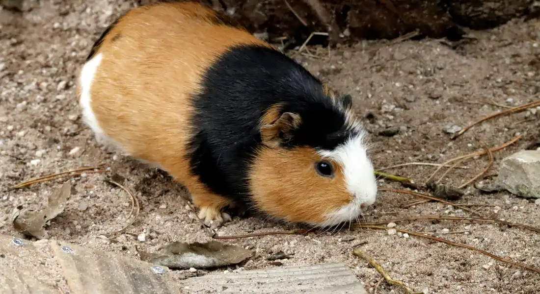 Tri-color guinea pig (black, white, and brown) on a dirt surface