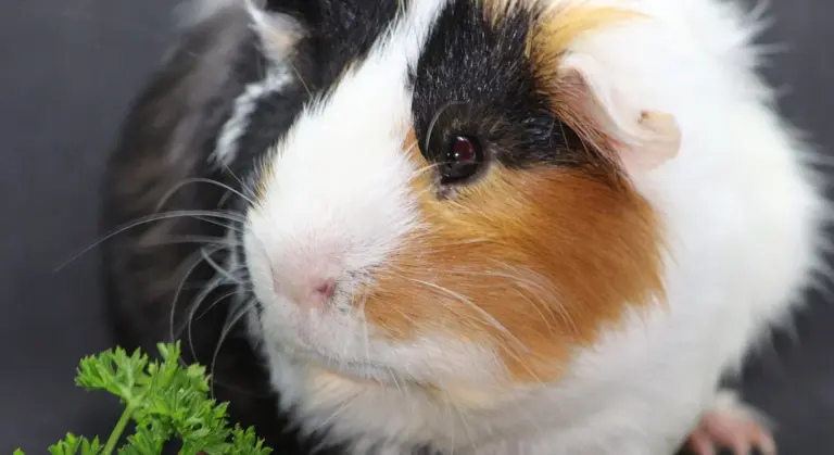 Close-up of a tri-color guinea pig (white, black, and orange) with a calm expression near green leafy vegetables