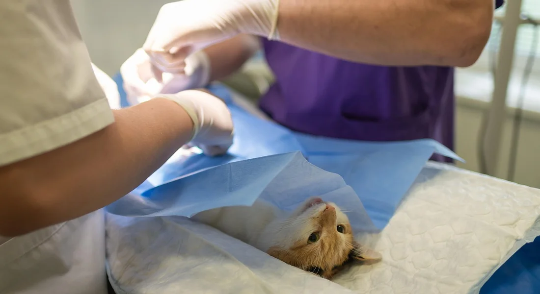 Guinea pig on a veterinary examination table with gloved hands and veterinary staff in the background during an exam.