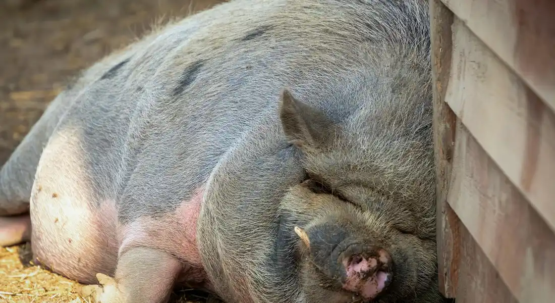 A guinea pig resting on the ground beside a wooden wall inside its enclosure.