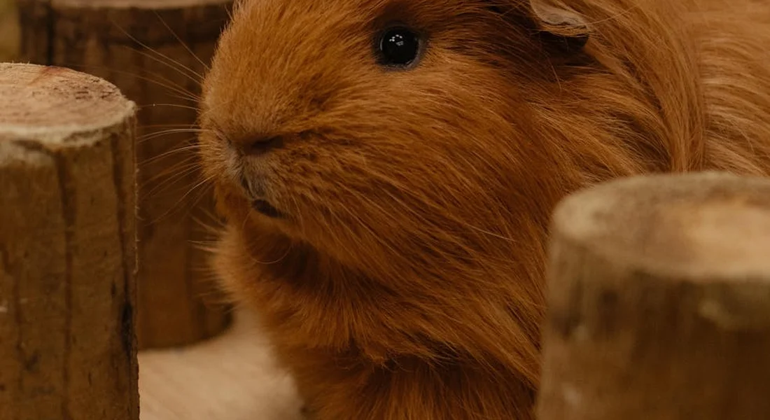 Close-up of a brown guinea pig peeking between wooden posts