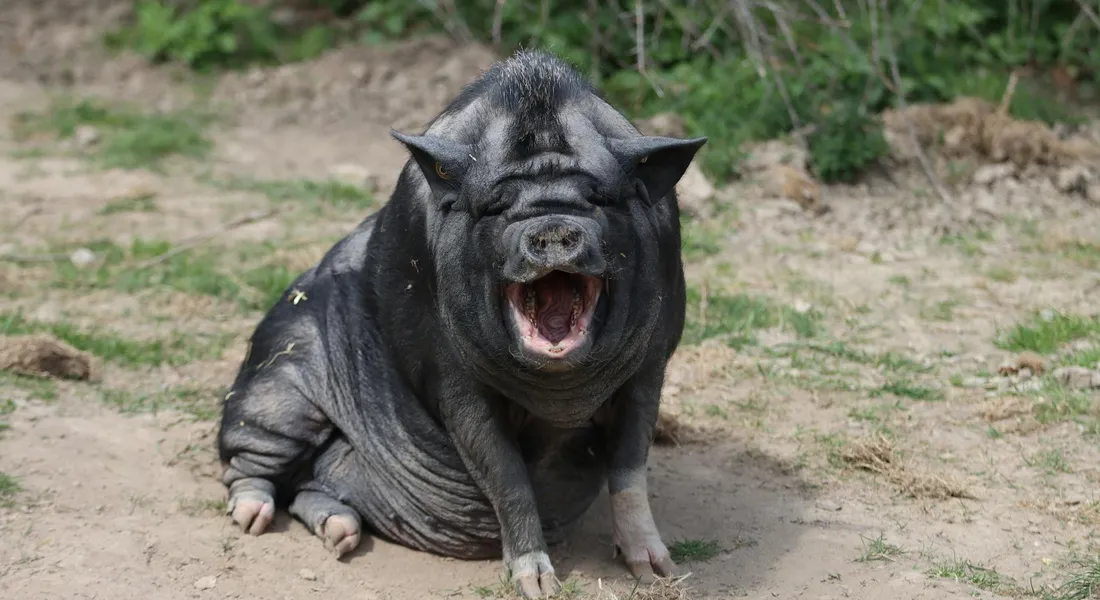 A dark-colored guinea pig with a wide-open mouth sits on sandy ground outdoors.