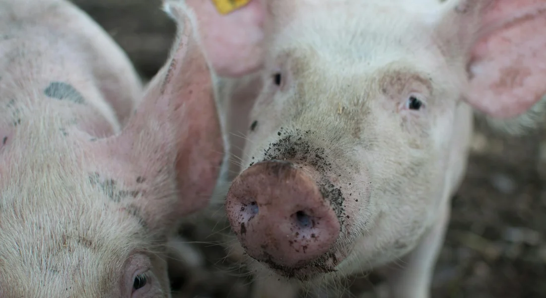 Close-up of two light-colored guinea pigs with pink noses looking at the camera.