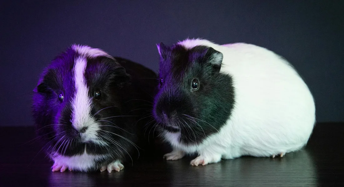 Two guinea pigs sitting closely on a dark surface; one is black and white with a white stripe, the other is white with black patches.
