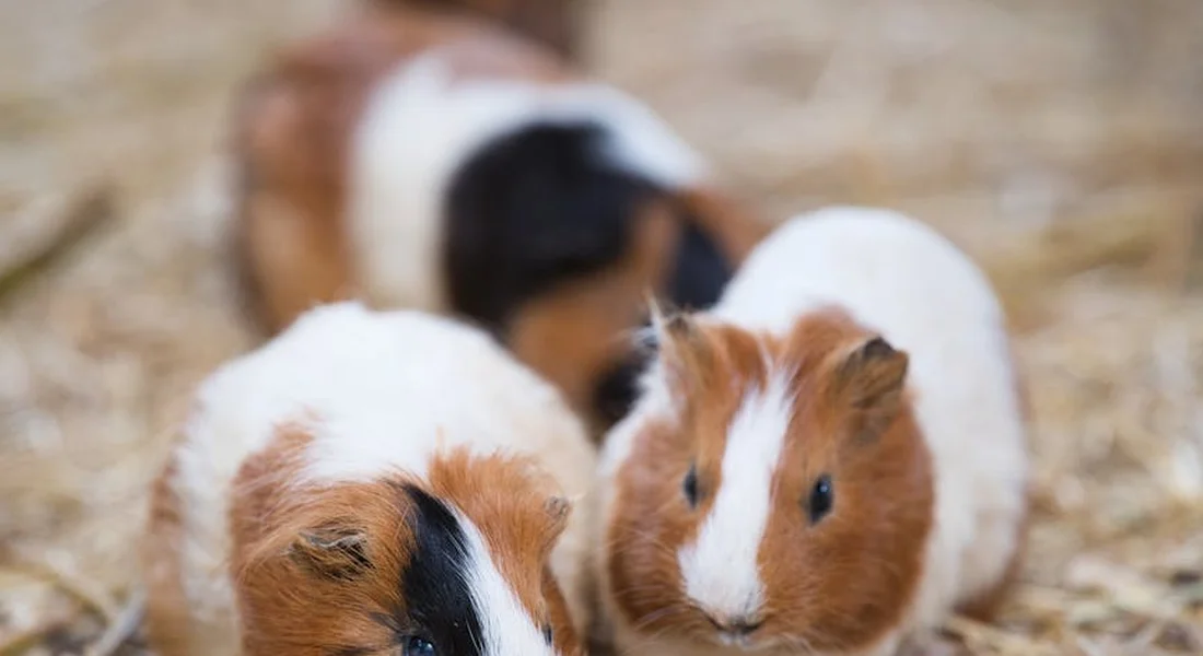Three guinea pigs sniffing and interacting on straw bedding.