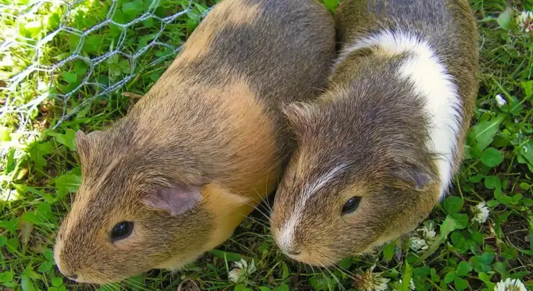 Two guinea pigs sitting on grass near a green wire fence, looking alert and close together.