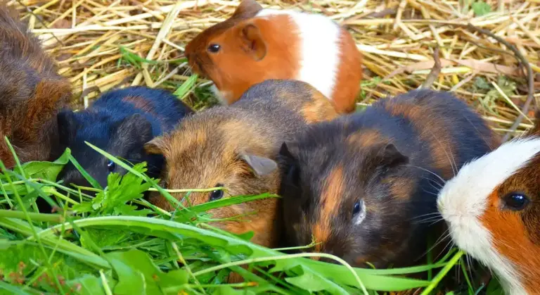 A group of guinea pigs of varying colors snuggling together on hay and greens inside a shared enclosure.