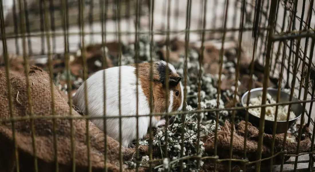A white and brown guinea pig in a wire cage with bedding; several other guinea pigs are visible in the background.