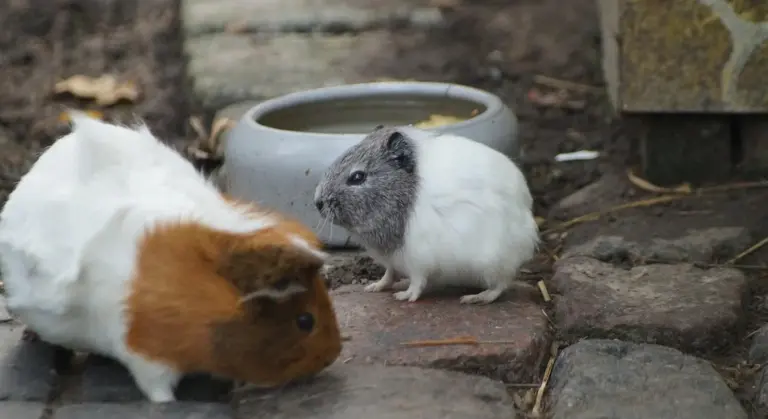 Two guinea pigs, one white with a brown head and the other white with a gray head, near a water dish on a stone surface.