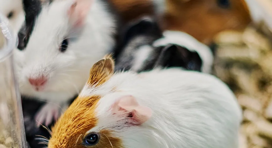 Two guinea pigs snuggled together in a cozy enclosure with hay.