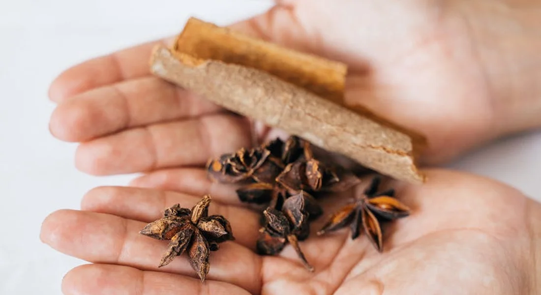 Hands cupping cinnamon sticks and star anise, illustrating the spices that can pose risks if given to guinea pigs.