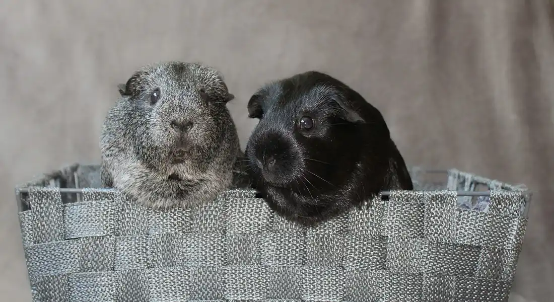 Two guinea pigs in a gray woven basket, one gray and white, the other black, looking at the camera.