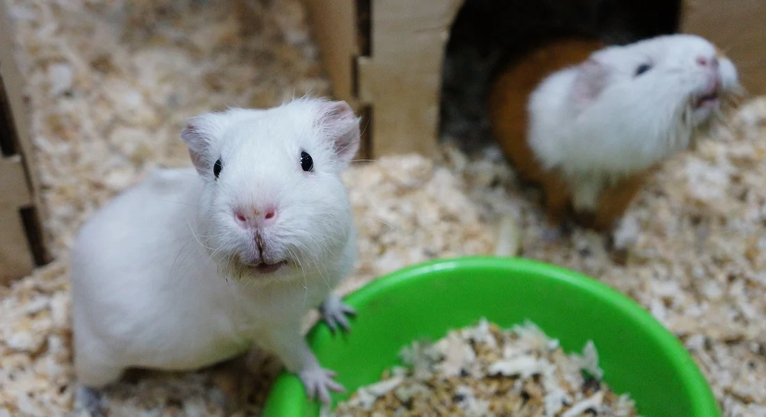 Two guinea pigs in a cage with wood shavings and a bright green feeding bowl; the white guinea pig looks toward the camera.