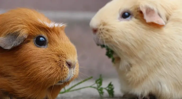 Two guinea pigs, one brown and one cream, facing each other with a small sprig of greens between them.