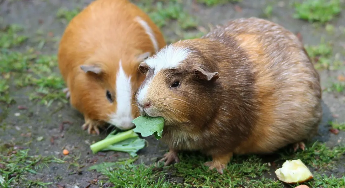 Two guinea pigs nibbling green leaves on grass outdoors.