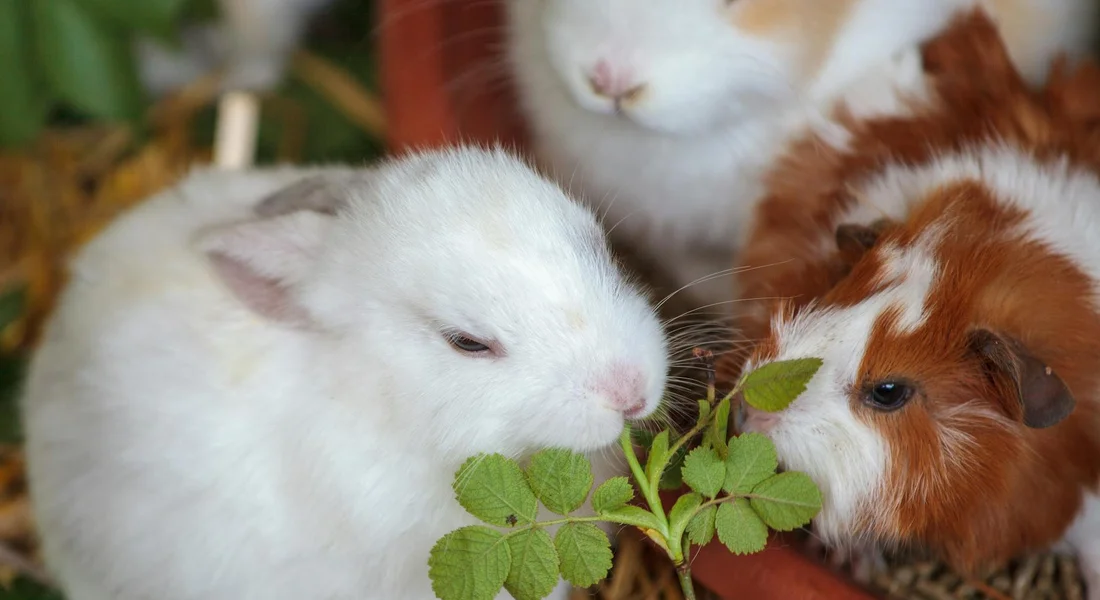 Two white and brown guinea pigs nibbling on a leafy sprig