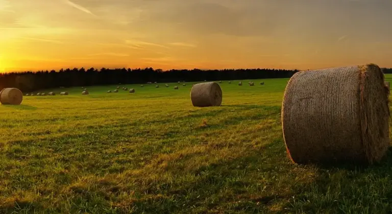 A rural field at sunset with large round hay bales scattered across green grass.