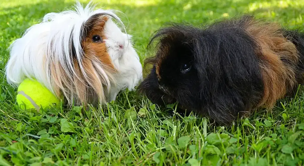 When to Get Professional Grooming Help for Your Guinea Pig
