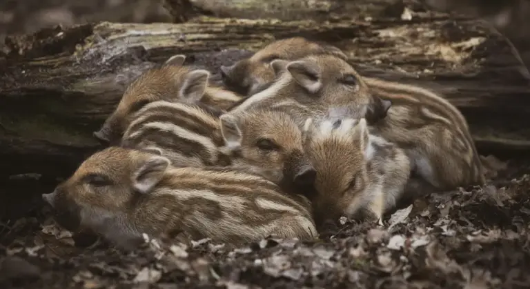 Group of baby guinea pigs huddled together on a leaf-strewn forest floor beneath a fallen log.