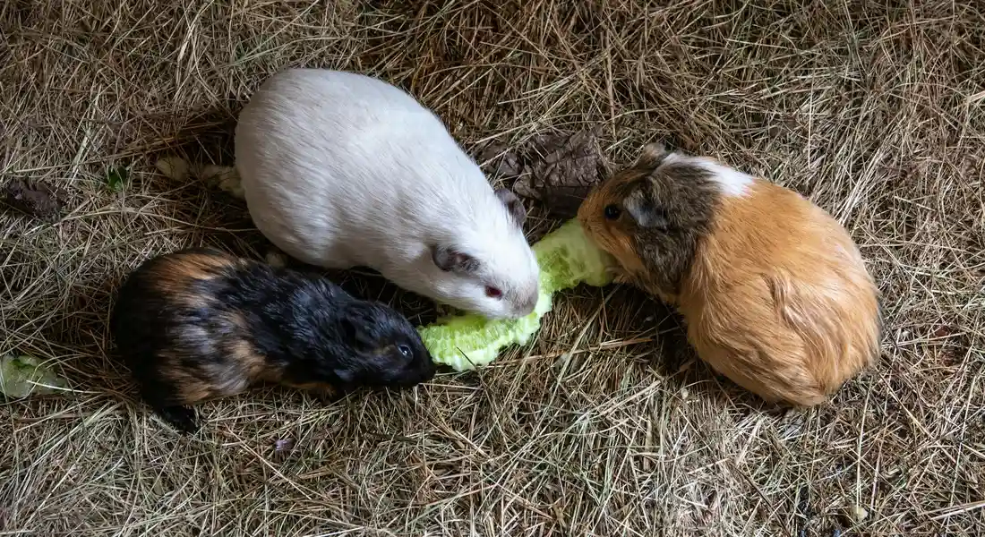 Three guinea pigs—white, black, and orange—sharing a piece of lettuce on a bed of hay.