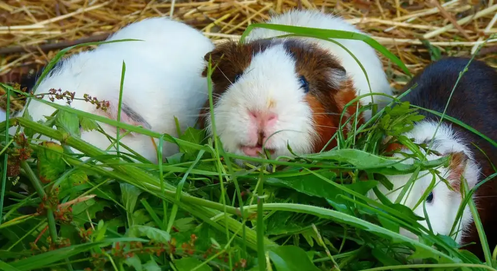 How to Prevent Unwanted Mating in Your Guinea Pig Cage