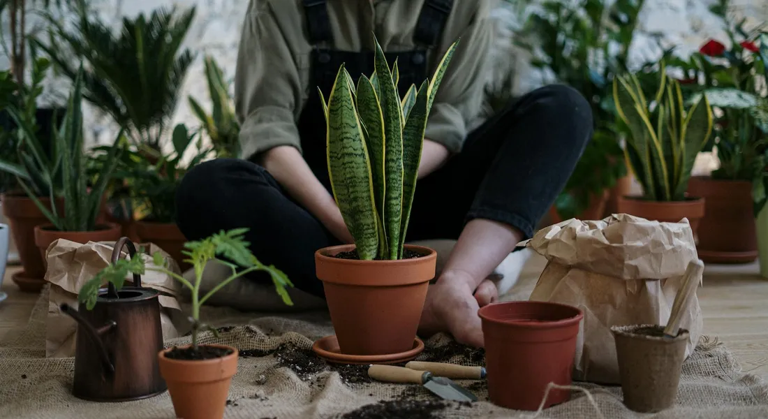 Indoor gardening scene with several potted plants on a wooden surface, including a tall snake plant and other leafy herbs; a person sits in the background.