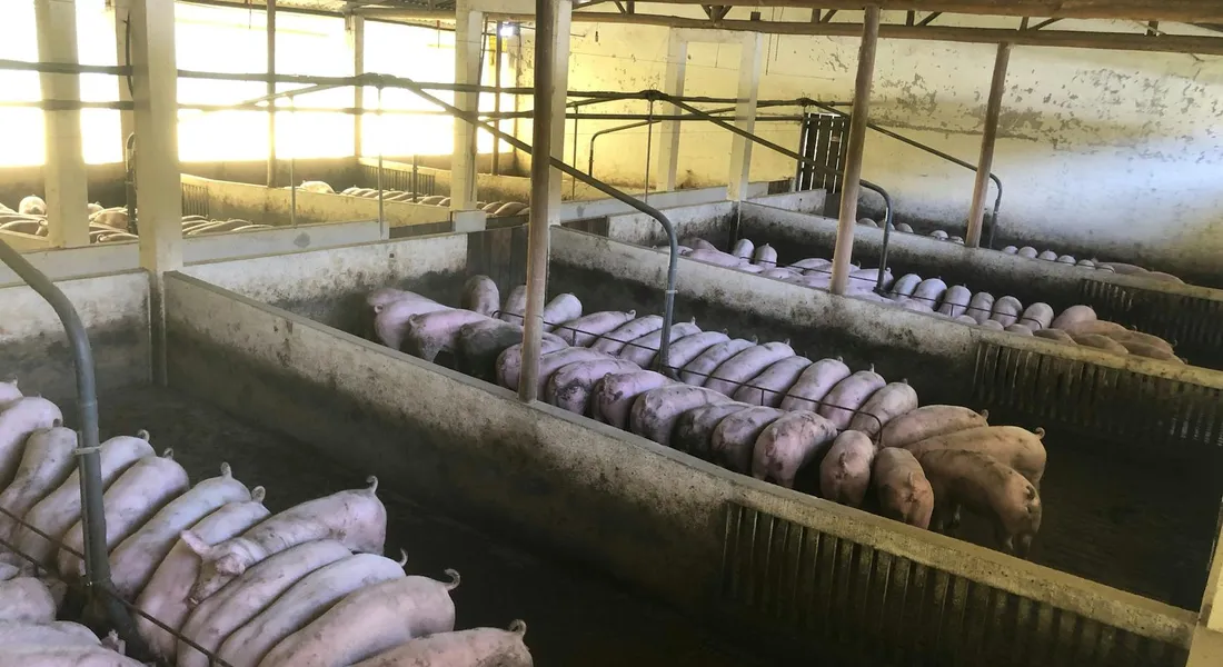 Indoor pens with rows of guinea pigs in a barn-like setting under artificial lighting, showing grouped enclosures and metal railings