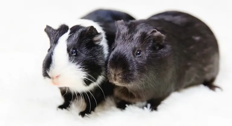 Two guinea pigs on a white surface, one black and white and the other dark brown, looking toward the camera.