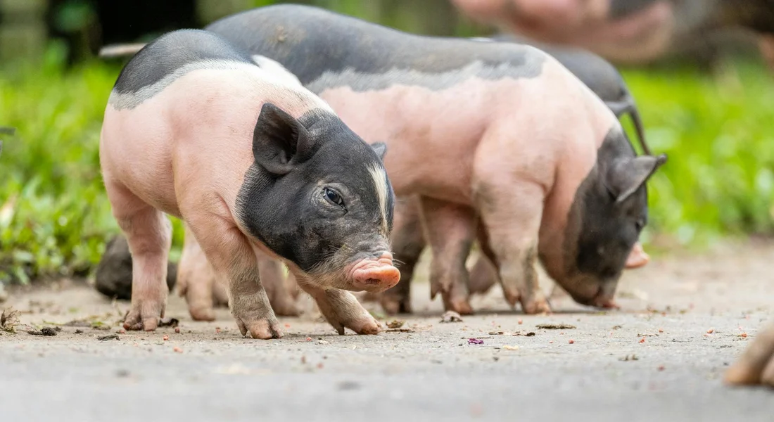 Two guinea pigs with pink and black fur walking on a dirt path outdoors.