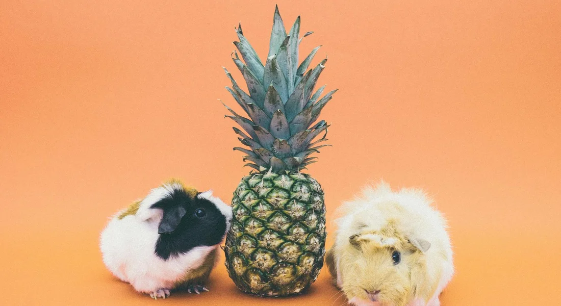 Two fluffy guinea pigs sit on an orange background with a pineapple between them, illustrating a calm, pet-friendly grooming setup.