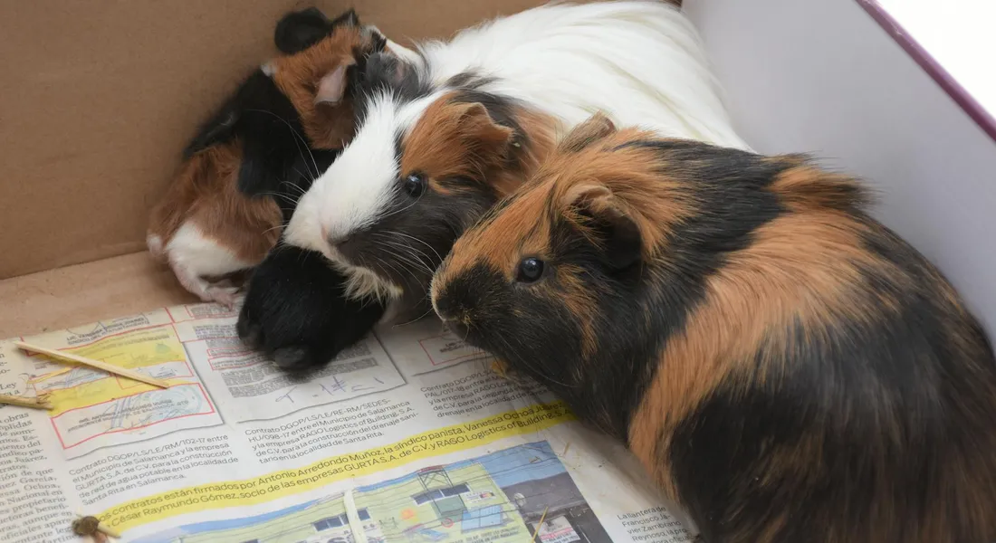 Three guinea pigs with brown, black, and white fur huddled together on newspaper inside a cardboard enclosure.