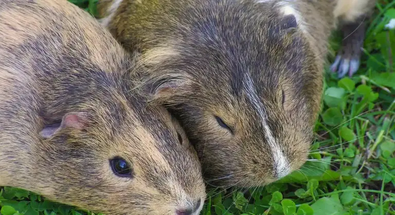 Two guinea pigs cuddling together on green grass