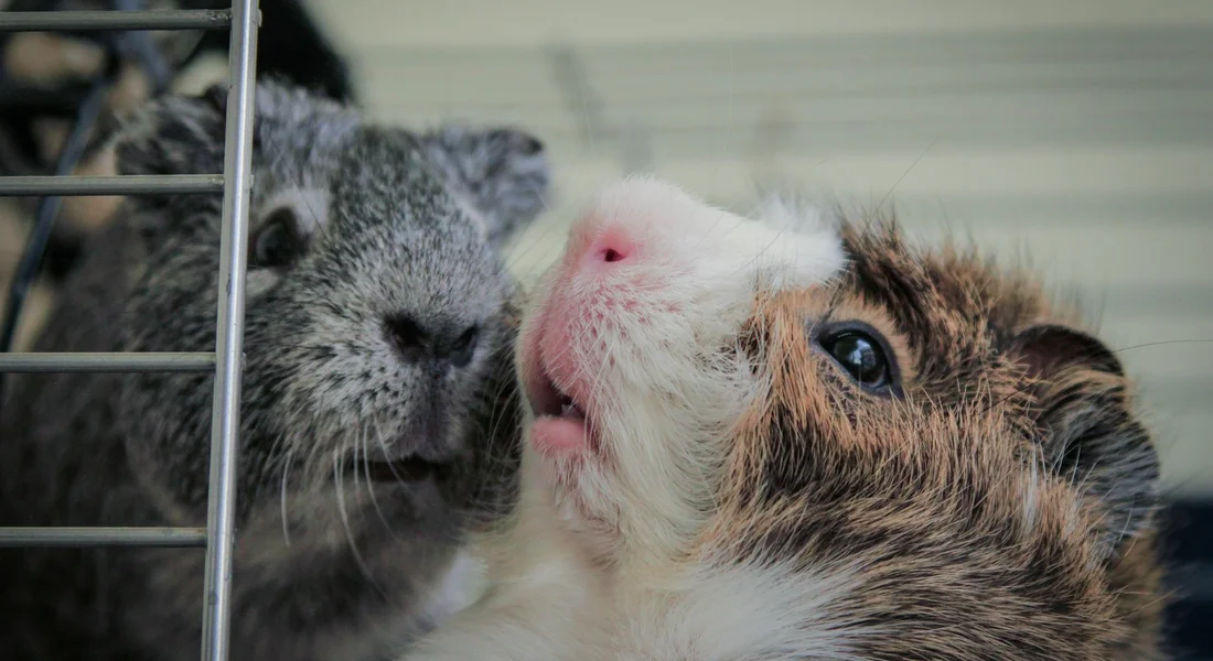 Two guinea pigs close to the camera, pressed against a cage bar and looking outward.